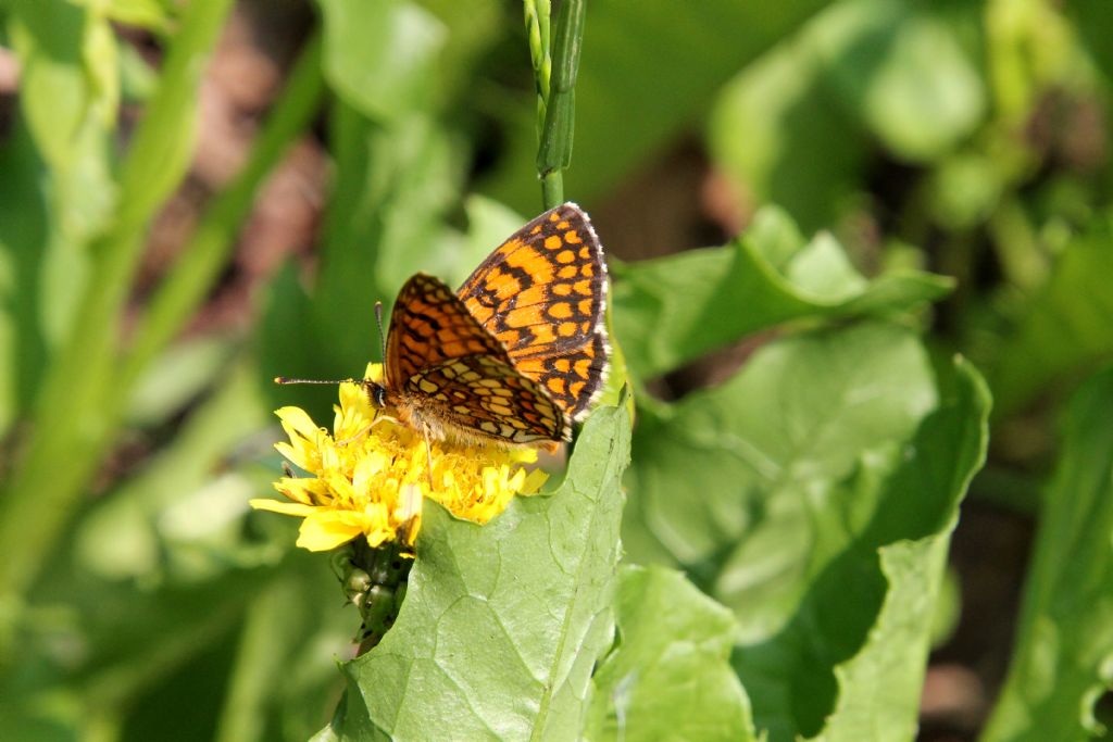 Melitaea nevadensis